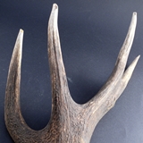 Hirsch