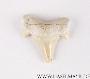 Haifischzahn versteinert (Otodus Obliquus) aus Marokko Nr. 3