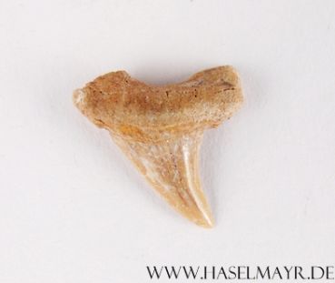 Haifischzahn versteinert (Otodus Obliquus) aus Marokko Nr. 7